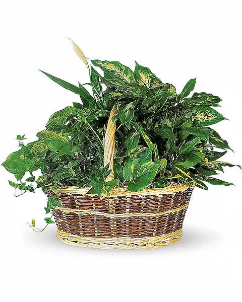 Large Basket Garden